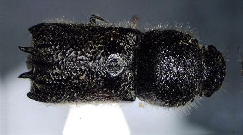 Réf. 301 469 : Sinoxylon muricatum
